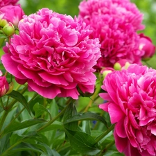 Peonies, Garden