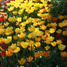 Spring, Tulips, Garden, Flowers