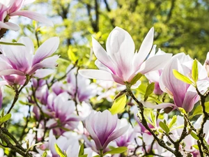 summer, Flowers, Magnolias, Garden