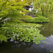 Pond - car, Water lilies, Garden
