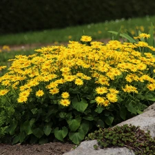 Yellow, ##, garden, Flowers