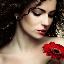 brunette, Gerbera