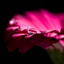 drop, Colourfull Flowers, Gerbera