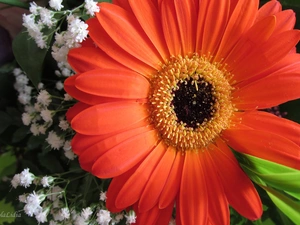 Gerbera, Goose