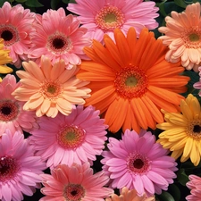 color, gerberas