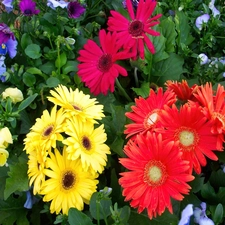 color, gerberas