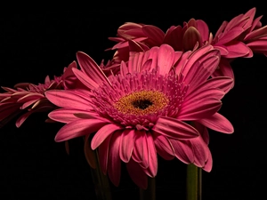 Flowers, Black, background, gerberas