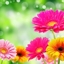 gerberas, color, Flowers