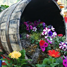 gerberas, petunias, composition, Flower, barrel