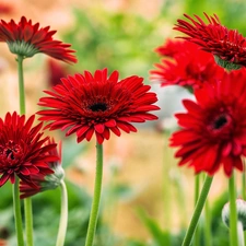 Red, gerberas