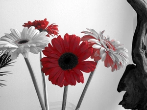 gerberas, White, Red