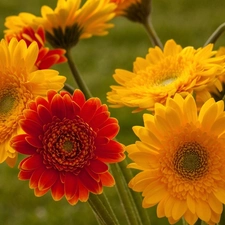 gerberas, Yellow, Red