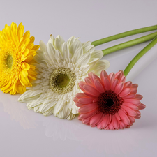 gerberas, color, Three