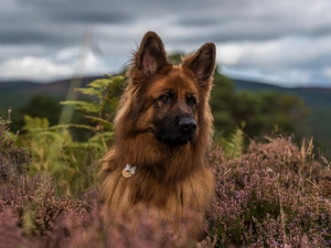 heathers, Long Haired German Shepherd, dog