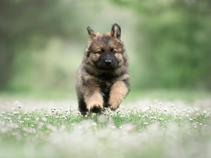 Flowers, daisies, Puppy, German Shepherd, dog