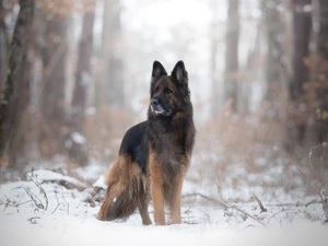 winter, Long Haired German Shepherd, forest