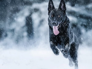 Black German Shepherd Dog, snow
