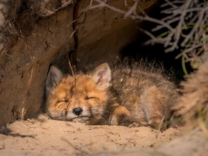 sleepy, Fox, hole, ginger