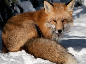 winter, Fox, snow, ginger