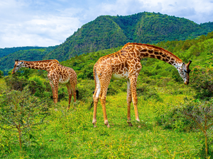 Two, Mountains, VEGETATION, giraffe