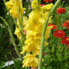 gladioli