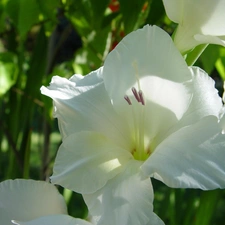 White, gladiolus