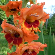 gladiolus, orange, Yellow