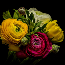 bouquet, glaucoma, Dark Background, Flowers