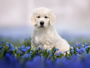 Blue, Flowers, Puppy, Golden Retriever, dog