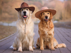 Hat, Pavement, Dogs, Golden Retriever, Two cars