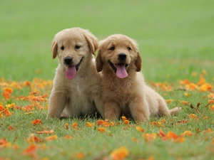 Meadow, Leaf, puppies, Golden Retriever, Two cars