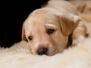 dog, Golden Retriever, Blanket, Puppy