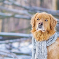 Golden Retriever, Scarf