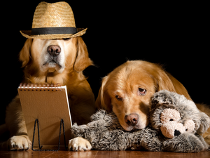 Golden Retriever, Two cars, Draft, plush toy, Hat, Dogs