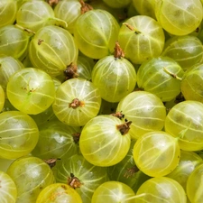 Fruits, gooseberry