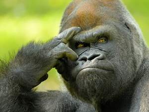gorilla, Monkey, thoughtful