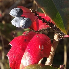 Granate, fruit, Red, Leaf, holly