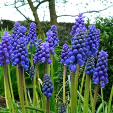 Armenian grape hyacinth