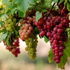 grapes, Mature, bunches