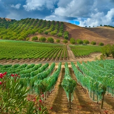 Grapes, vineyard, Bush