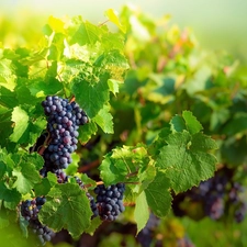 dark, bunches, Leaf, Grapes