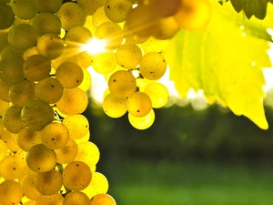Grapes, sun