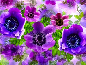 graphics, Flowers, Anemones