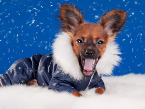 snow, graphics, doggy, clothes, funny