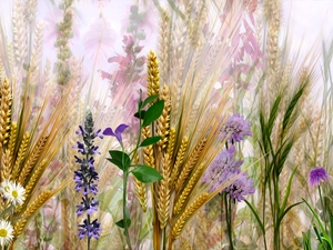 graphics, corn, Flowers