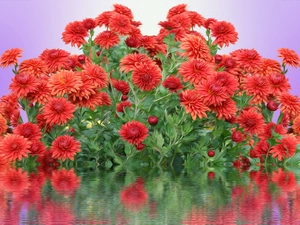 Chrysanthemums, Red, reflection, graphics, water, Flowers