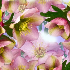 graphics, Flowers, Helleborus