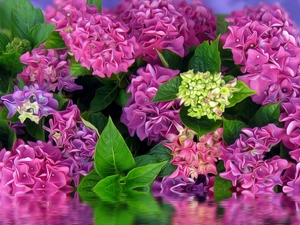 reflection, graphics, hydrangeas, water, Flowers