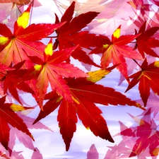 graphics, Leaf, maple