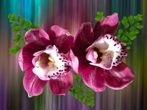 graphics, Flowers, orchids